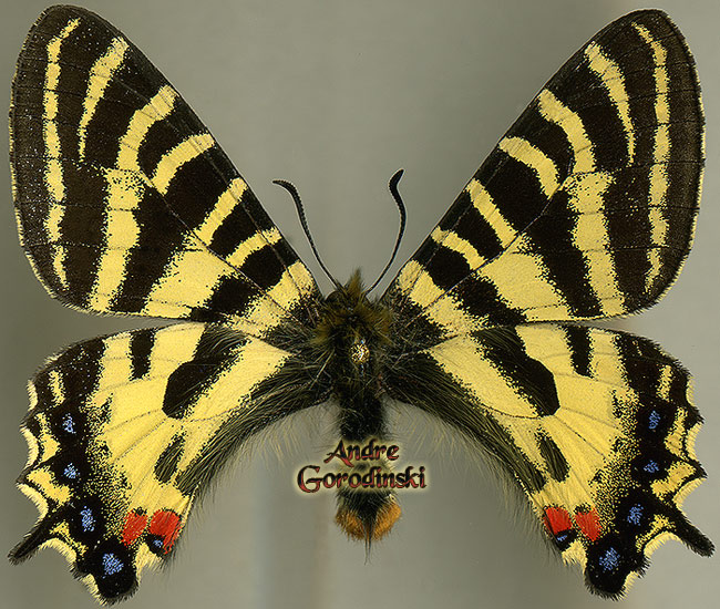 papilionidae/Luehdorfia puziloi.jpg